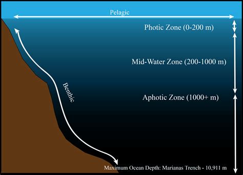 Oceans: Facts & Information - Video & Lesson Transcript | Study.com