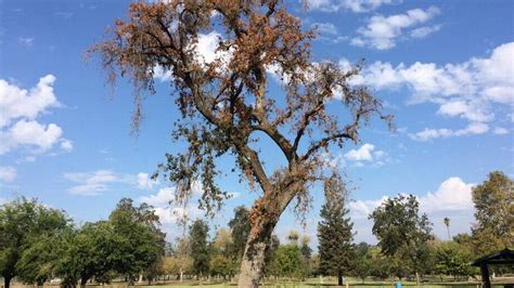 Oak trees dying in Mooney Grove park from drought | The Fresno Bee