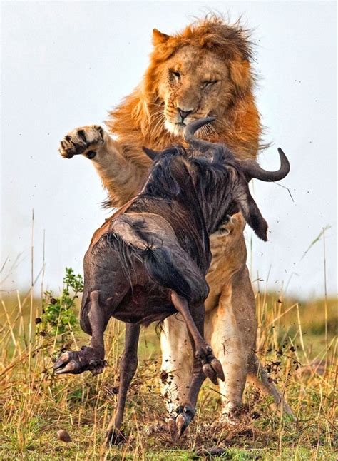 Imágenes dramáticas de un león cazando ñus - Pictolic