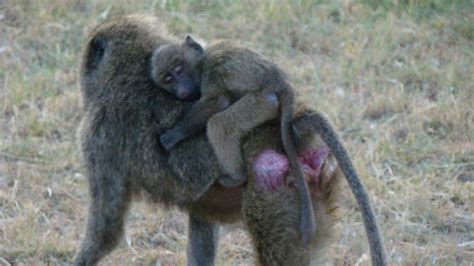 Olive Baboon | MarkEisingBirding