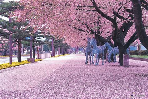 japan-landscape-cherry-blossom- Living + Nomads – Travel tips, Guides ...