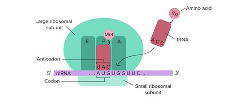 Where does a tRNA bind to a mRNA? | Socratic