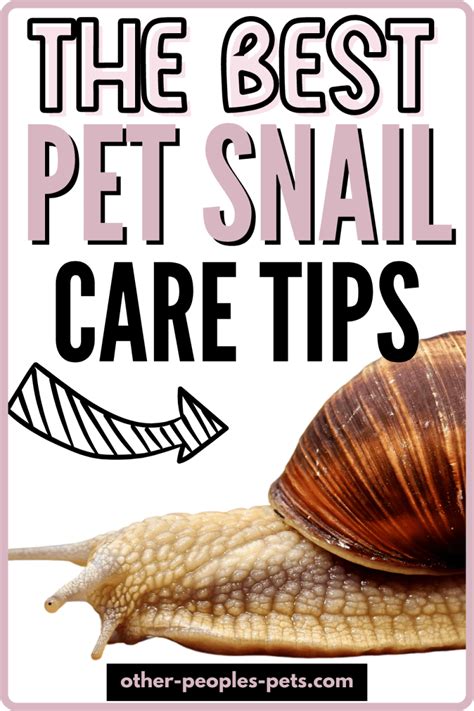 Pet Snail Care | Other People's Pets