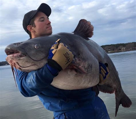 International Fishing News: US: two monster record blue catfish in ...