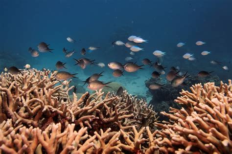 'Coral IVF' to restore Australia's Great Barrier Reef | World Economic ...