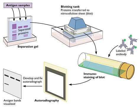 Virology toolbox: the western blot | Virology Blog