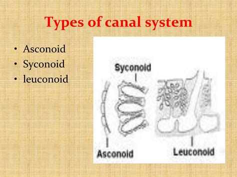 PPT - Canal system of sycon PowerPoint Presentation, free download - ID ...