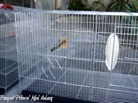 African Lovebirds Breeding Cage Setup - YouTube