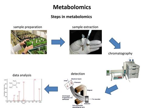 PPT - Metabolomics PowerPoint Presentation, free download - ID:2345040