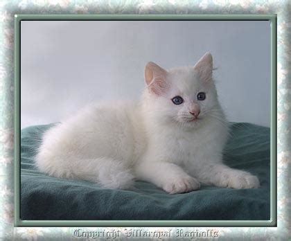 48+ Ragdoll Cat Black And White - Furry Kittens