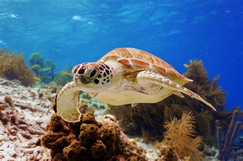 green-sea-turtle-swimming-bonaire | Turtle Island Restoration Network