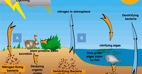 Perbedaan Siklus Fosfor Dengan Siklus Karbon Dan Siklus Nitrogen Adalah ...