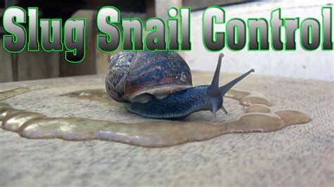 Slug Snail Control real time demonstration - YouTube