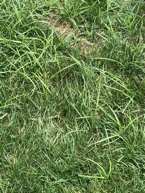 Nutsedge? | Lawn Care Forum