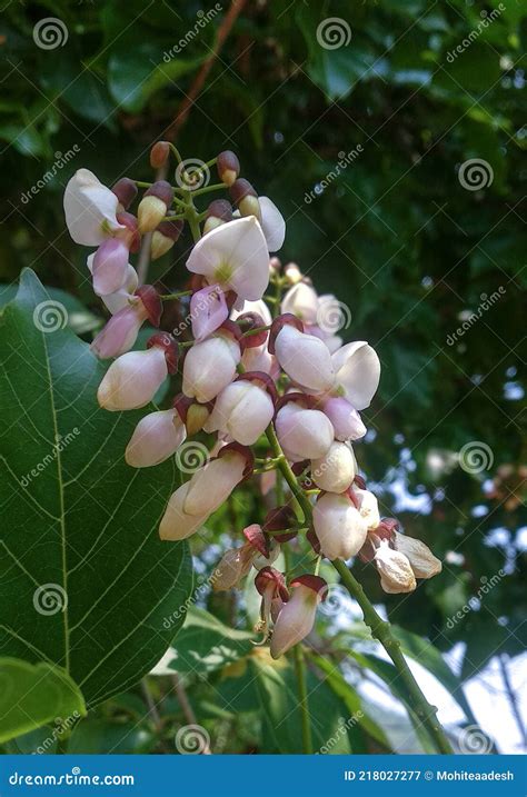 Karanj Pongamia Glabra Photos - Free & Royalty-Free Stock Photos from ...