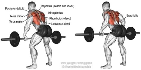 Bent over barbell row. A major compound pull exercise! Main muscles ...