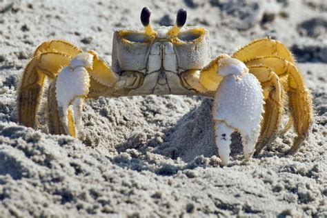 Ghost crab - Alchetron, The Free Social Encyclopedia