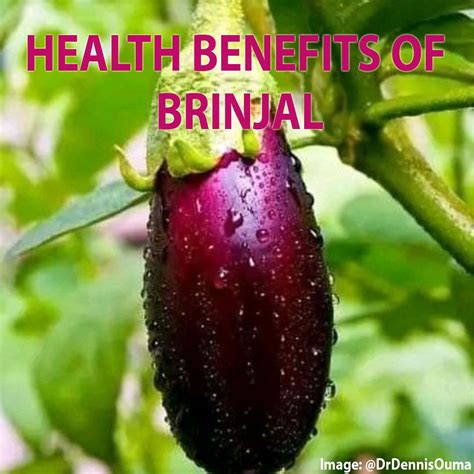 HEALTH BENEFITS OF BRINJAL – Consumers Association Penang