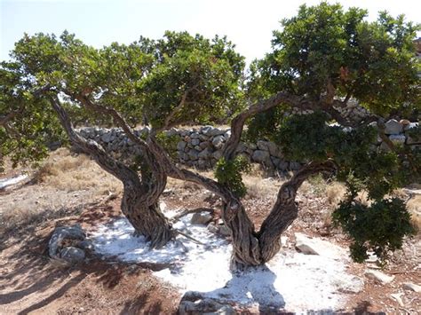 Mastic Tree | Pistacia lentiscus