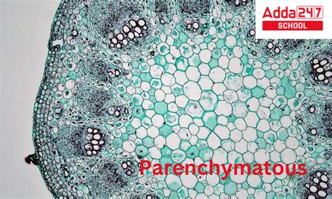 Parenchyma Cells, Tissue, Meaning, Function, and Diagram