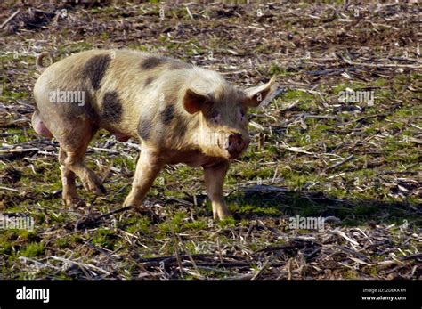 pigs in free range husbandry, animal welfare in pig farming Stock Photo ...