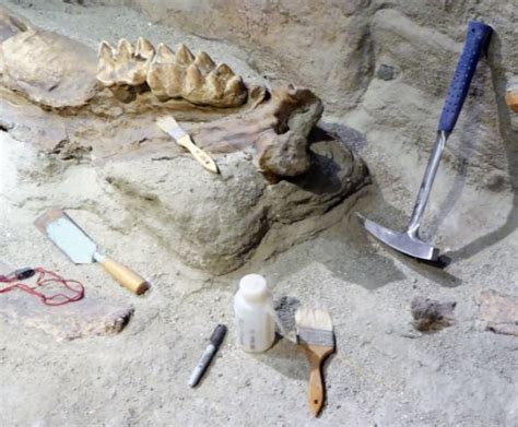 Paleontology 101: A Paleontological Site