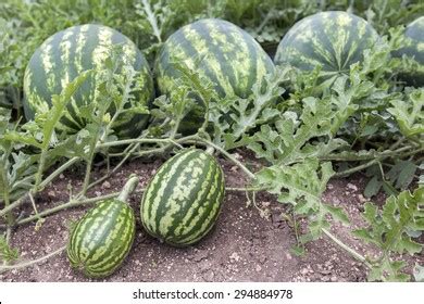 600件の「Watermelon creeper」の画像、写真素材、ベクター画像 | Shutterstock