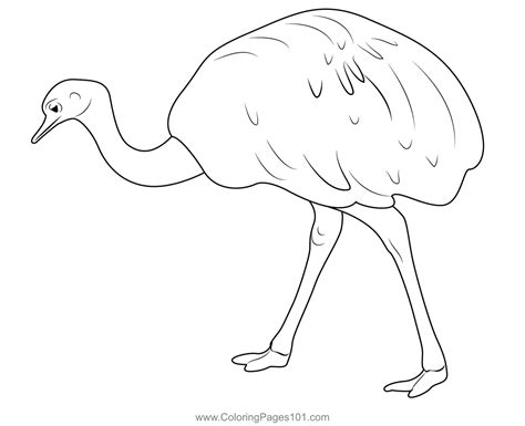 Emu Bird Walk Coloring Page for Kids - Free Emus Printable Coloring ...