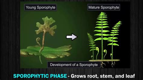 Characteristics and Reproduction in Pteridophyte - YouTube