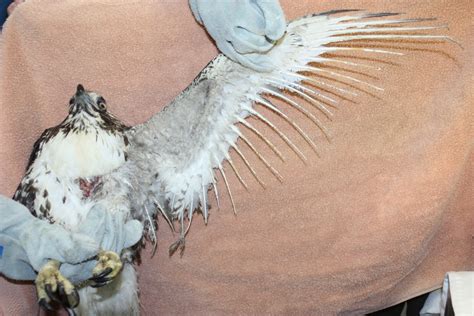 Red-tailed Hawk - Lindsay Wildlife Experience