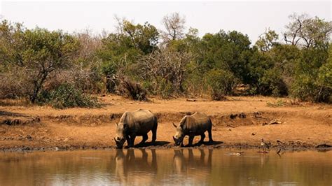 33 Wildlife Photos of Swaziland - David's Been Here