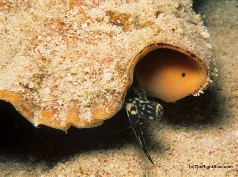 The Right Blue: A Queen Conch snail, giving us the eye