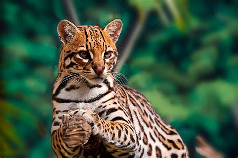 7 Interesting Ocelot Facts: Diet, Habitat, Behavior, Pics