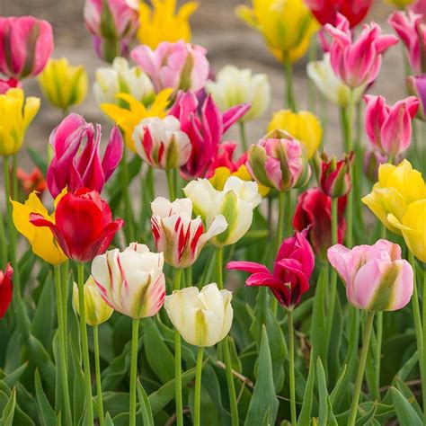 Spring Green Tulip Mix | White Flower Farm