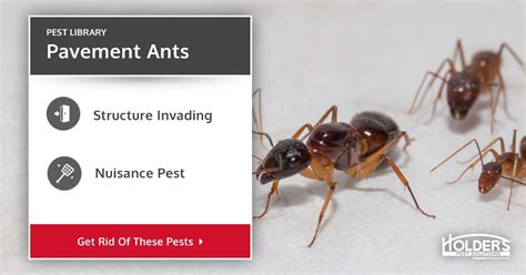 Pavement Ants - Types, Facts, and How to Identify | Pavement Ant ...