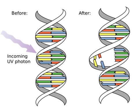 What Are Mutations?Definition, Causes and Effects of Mutations