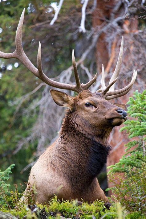 Elk Deer - Behavior, Size, Taxonomy, Pictures and Other Information ...