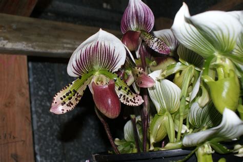 Lady Slipper Orchids – Green Point Nurseries, Inc