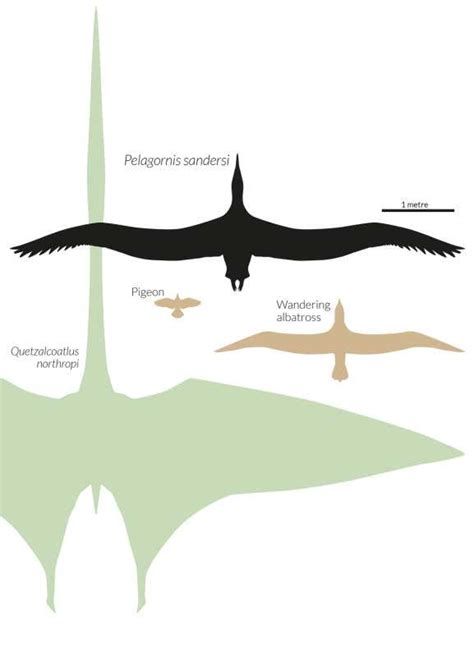 Biggest ever flying bird and the beast that dwarfed it | New Scientist