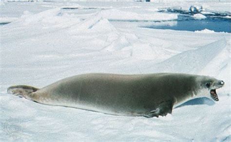 Seal | mammal | Britannica.com