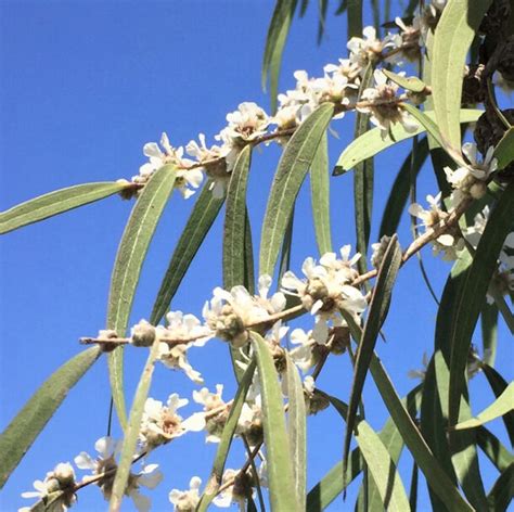 Peppermint Tree – Santa Barbara Beautiful