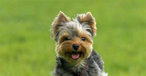 The Top 10 Types Of Terrier Dogs - AZ Animals