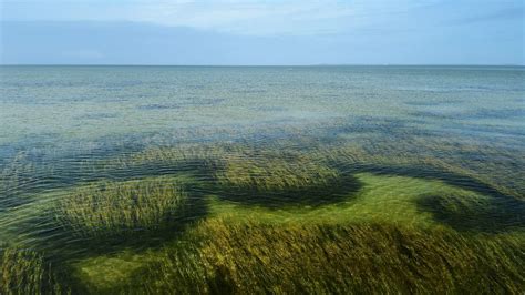 Conservation Efforts Boost Seagrass Meadows—and Their Value to Nature ...