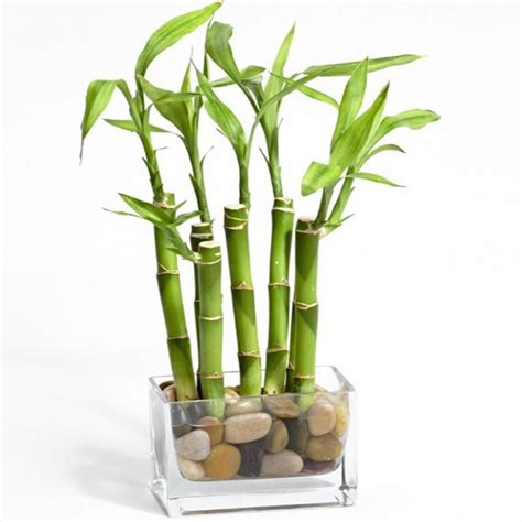 Types of Lucky Feng Shui Bamboo Plant and it's use | Imblogger