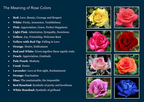 The meaning of rose colors | Rose color meanings, Rose meaning, Color ...