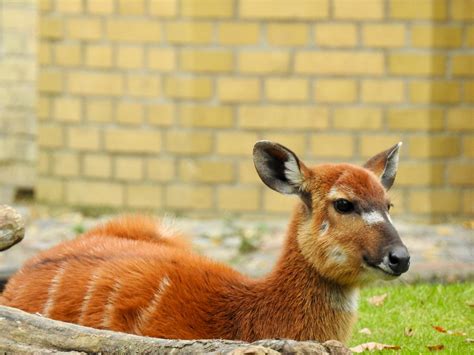 Forest Sitatunga | SIMILAR BUT DIFFERENT IN THE ANIMAL KINGDOM