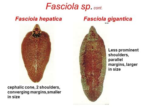 Fasciola Hepatica Anatomy