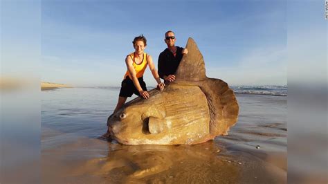 Welcome to O'fu Box..: A rare giant sunfish weighing more than a car ...