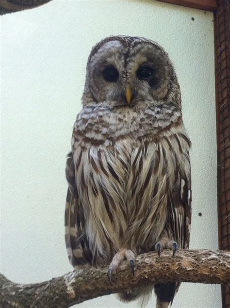 Bard owl, born to be wild nature center | Owl, Wild nature, Nature center