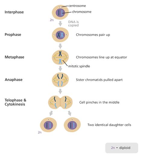 Home | Mitosis, Cell division, Biology